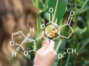 mycotoxin in corn